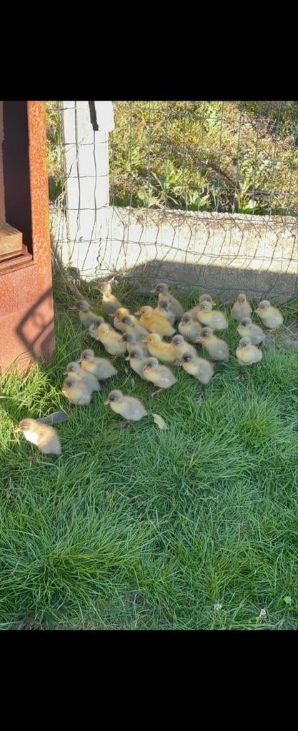 Indische loopeenden, Dieren en Toebehoren, Geslacht onbekend, Eend
