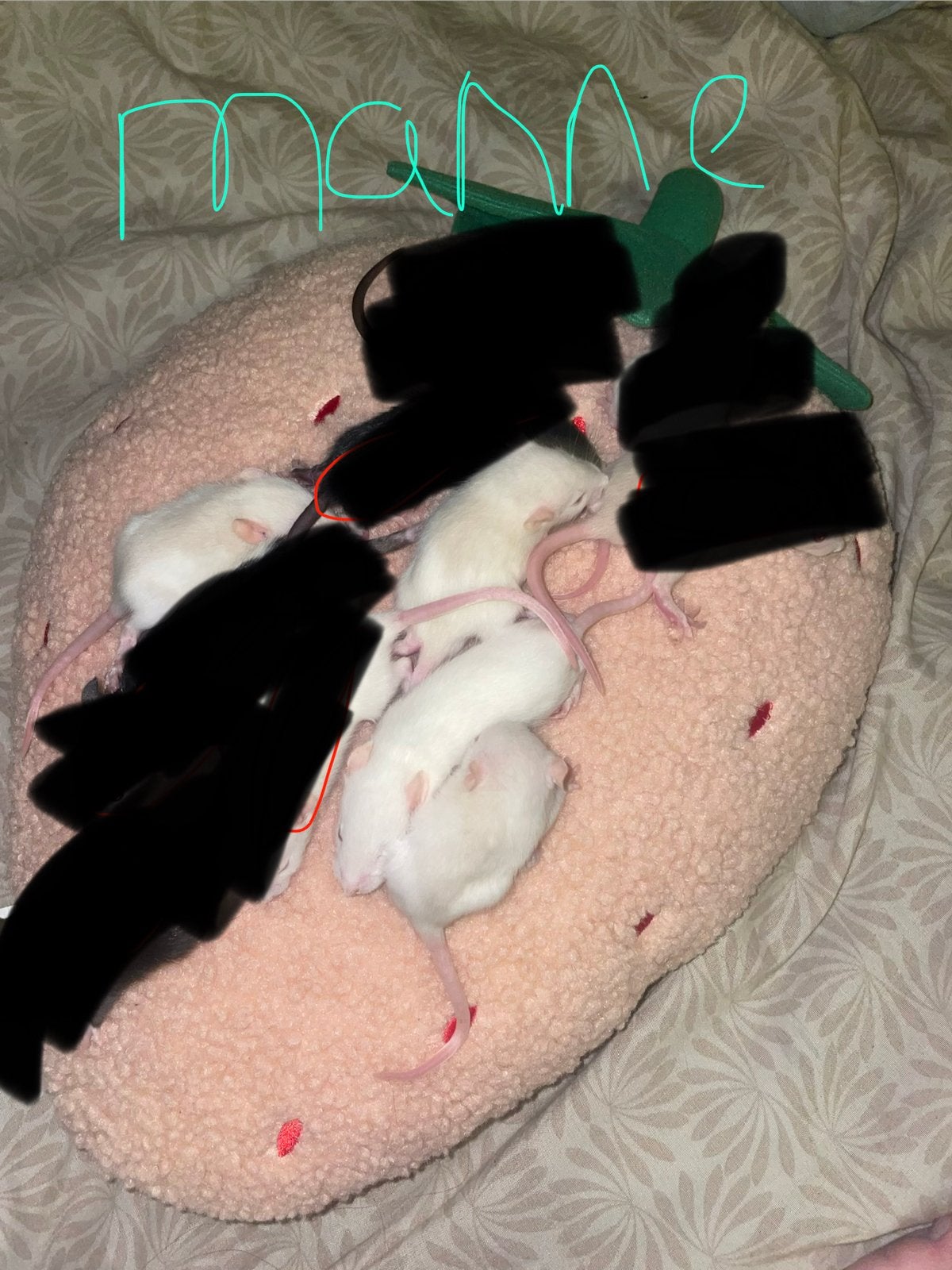 Laatste 4 mannen rittens, Rat, Mannelijk, Tam, September