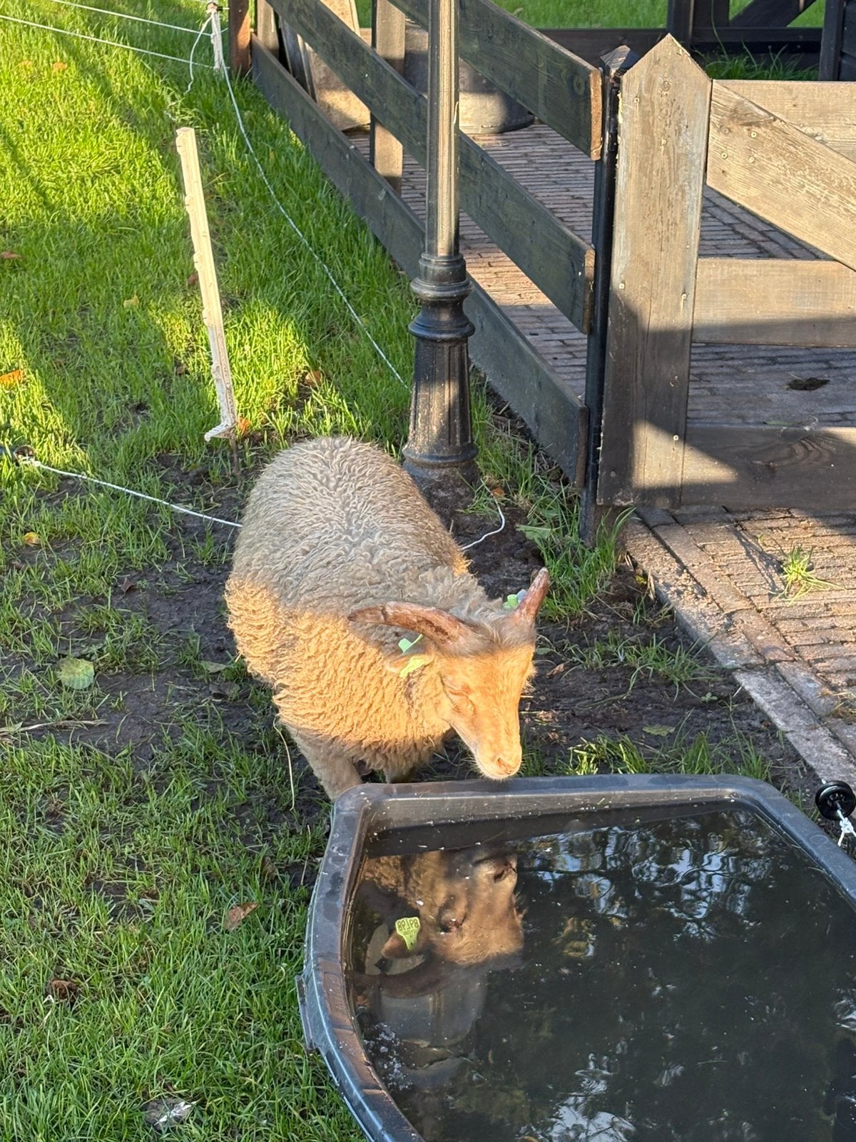 Mini rammen te koop, geboren in Februari, Mannelijk, Schaap