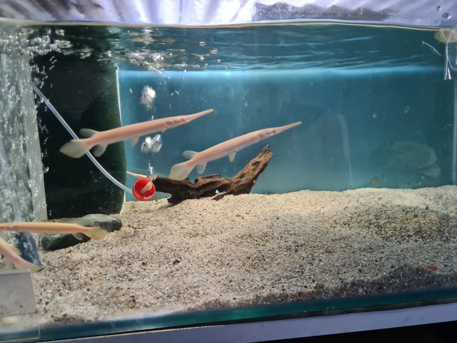 Albino Florida Gar, Lepisosteus oculatus albino beensnoek, Dieren en Toebehoren, Vis, Zoetwatervis