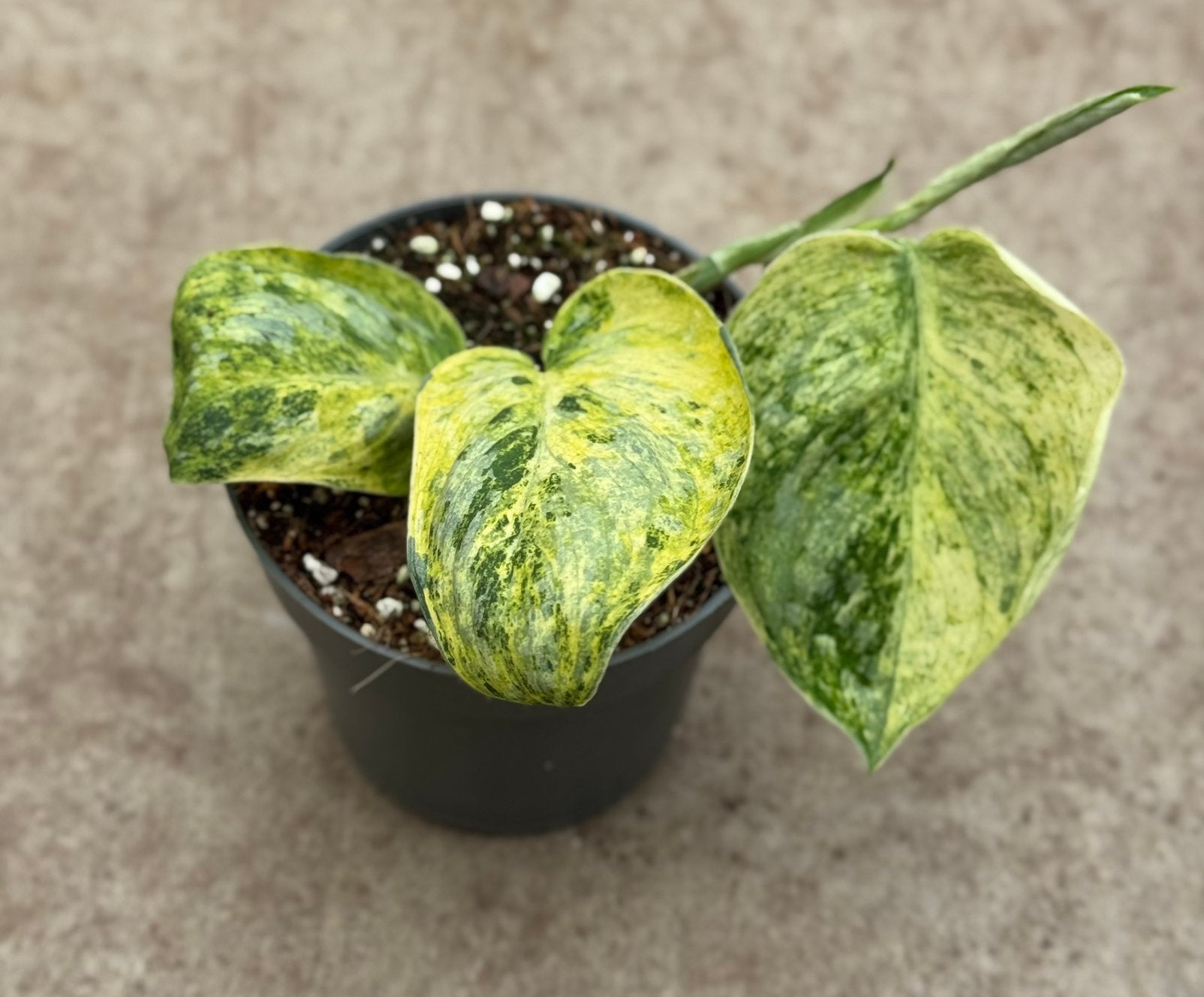 Scindapsus Tembega Full Variegata, Huis en Inrichting, Kamerplanten, Ophalen of Verzenden, Halfschaduw, Minder dan 100 cm