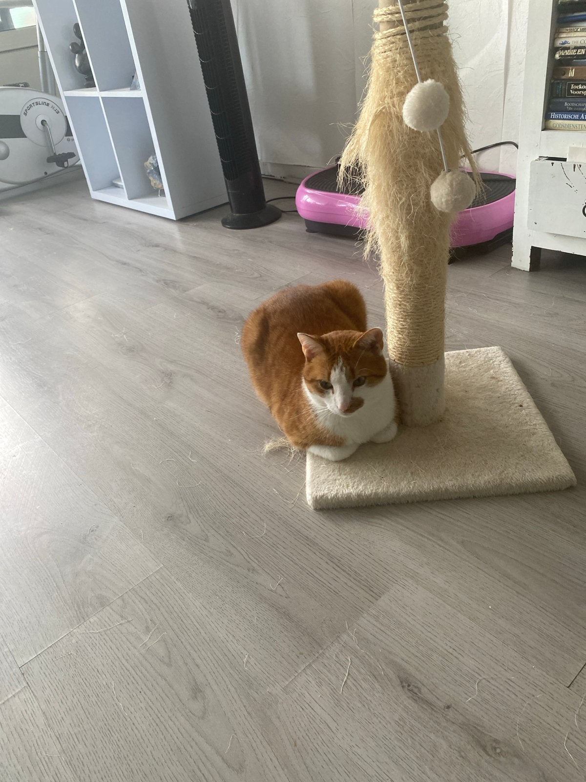 2 broertjes zoeken thuis, Kater