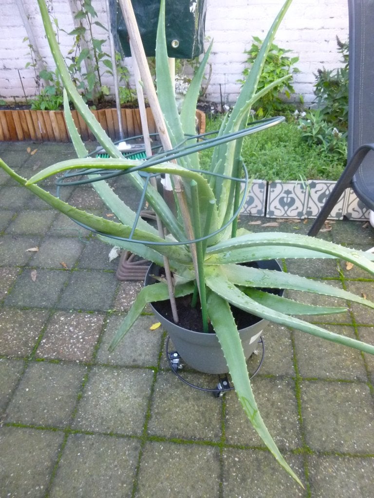 grote ALoë Vera in pot , binnenplant evt voor de serre, Ophalen, Volledige schaduw, Overige soorten, In pot