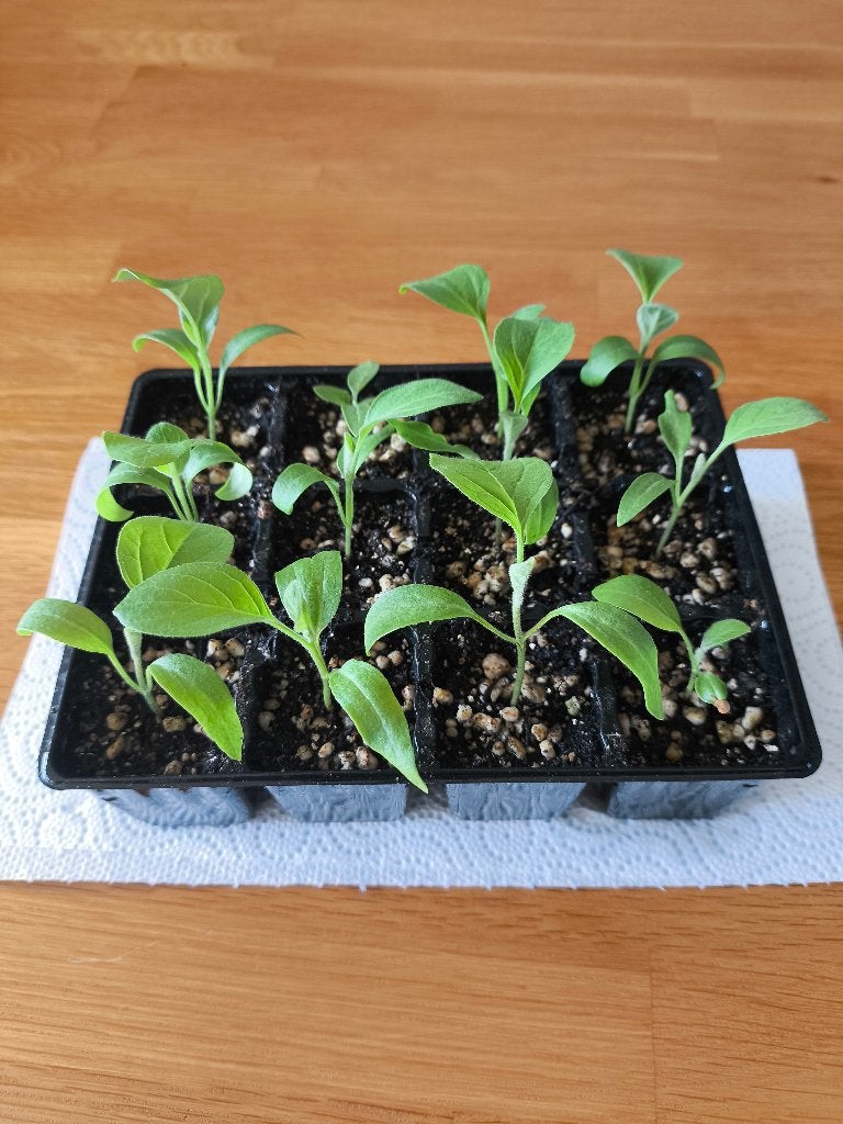Aubergineplantjes, Tuin en Terras, Ophalen, Eenjarig, Overige soorten, Volle zon