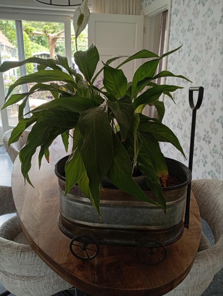 grote spathiphyllum in een vintage metalen karretje., Ophalen, Volle zon, Minder dan 100 cm