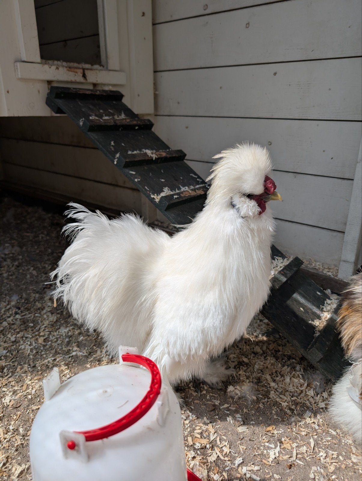 Witte USA zijdehoen haan, Dieren en Toebehoren, Pluimvee, Mannelijk, Kip