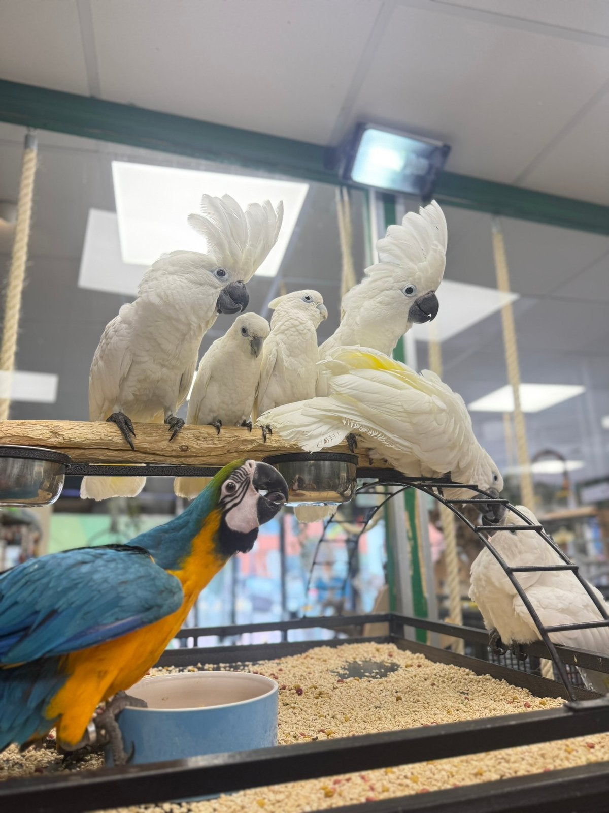 Jonge witkuif kaketoe’s, Meerdere dieren, Papegaai, Pratend