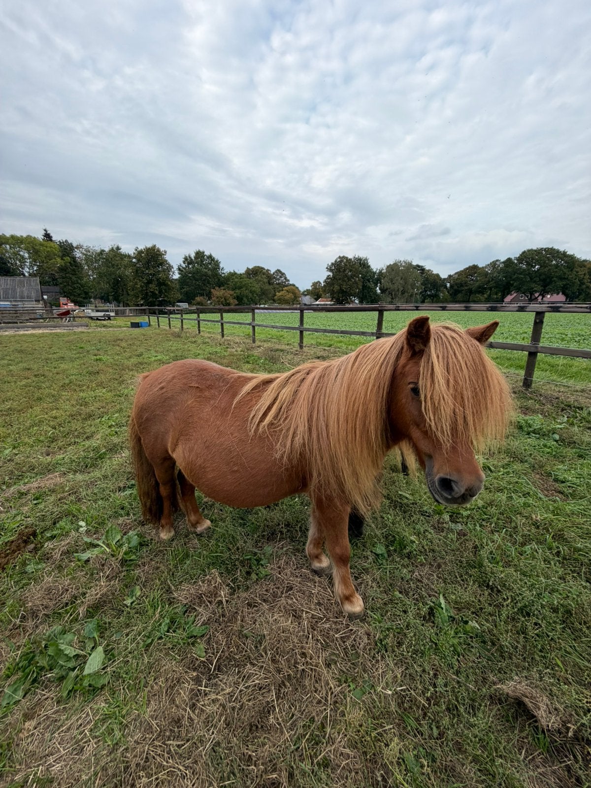 Drachtige NSPS Kroonmerrie/ kinderpony, Dieren en Toebehoren, Merrie, Met stamboom, Niet van toepassing, A pony (tot 1.17m)