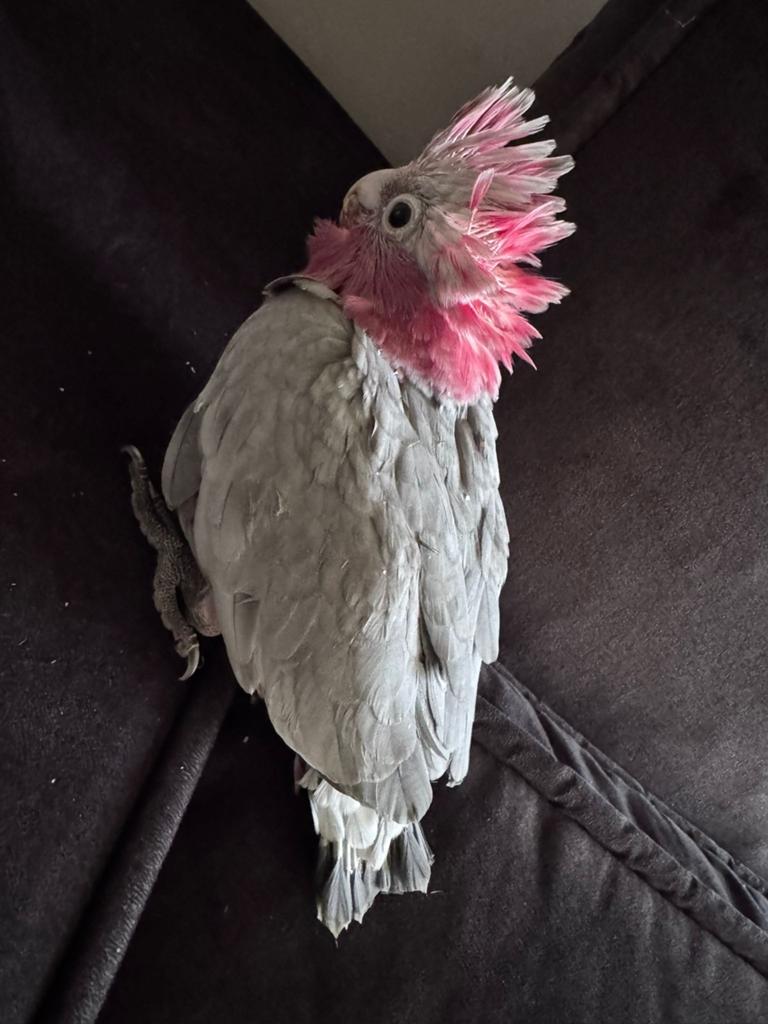 Rose kaketoe, Dieren en Toebehoren, Vogels | Parkieten en Papegaaien, Geslacht onbekend, Papegaai, Geringd