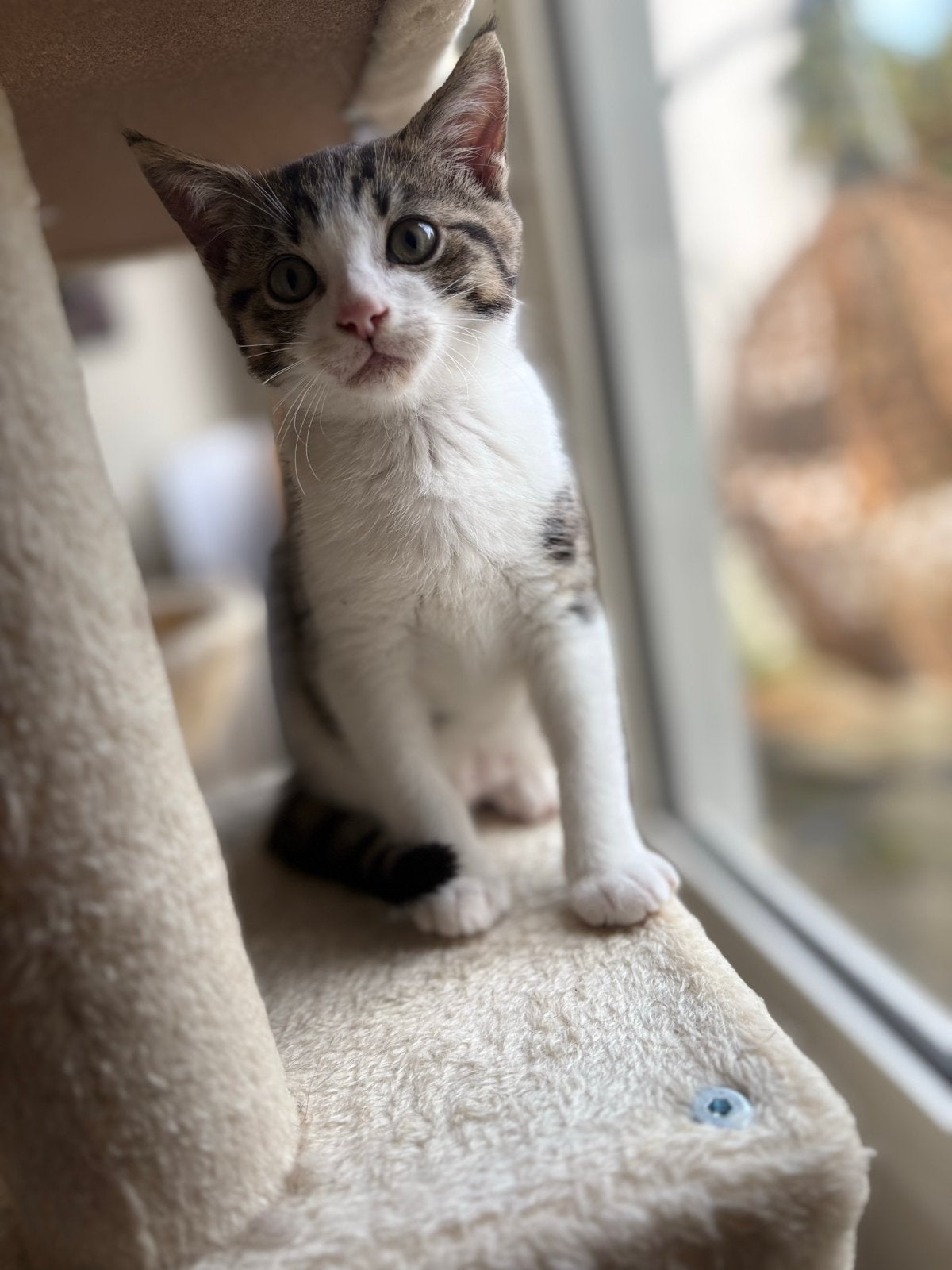 Bengaal x Britse korthaar, Dieren en Toebehoren, Poes, 0 tot 2 jaar