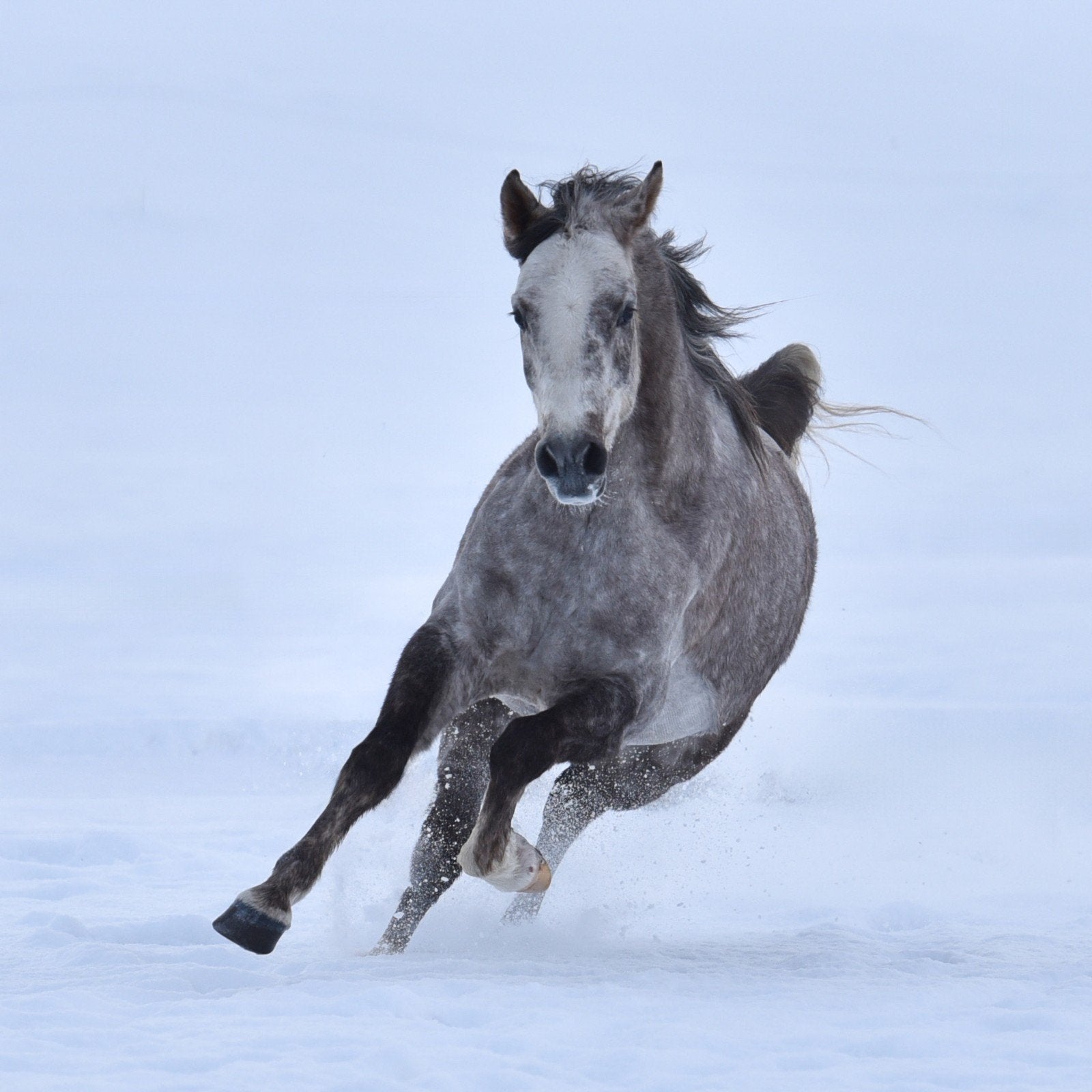 Fotoshoot paard, Dieren en Toebehoren, Ophalen
