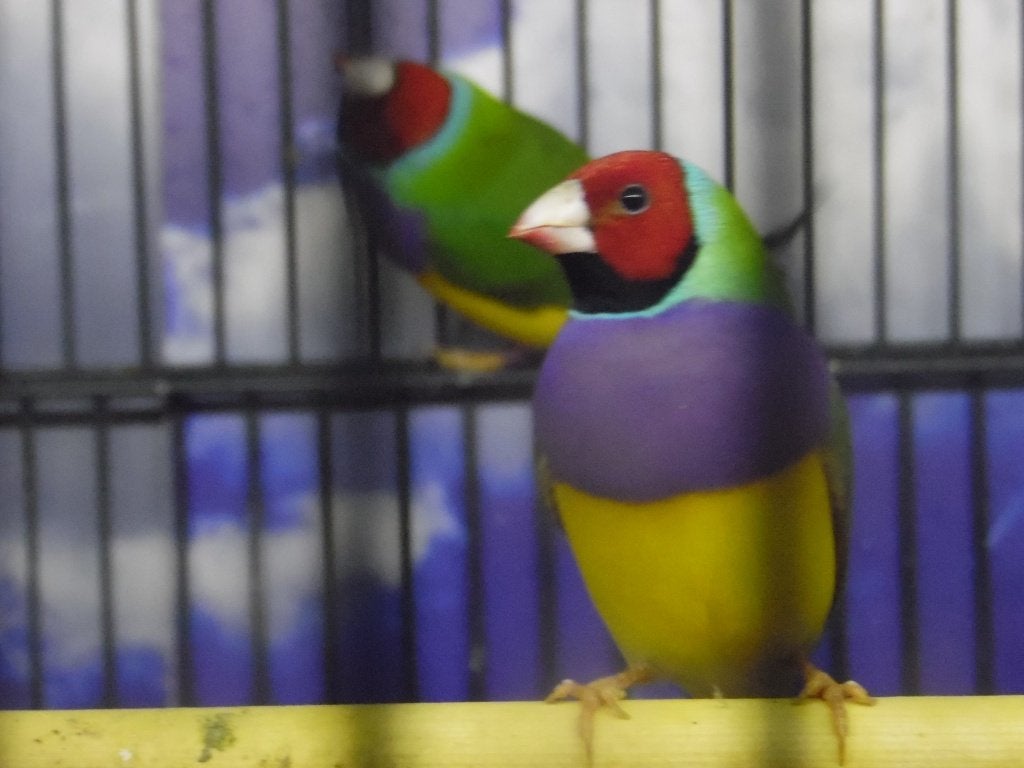 Gouldamadine | Passend advies | Tropische vogels, Meerdere dieren, Tropenvogel, Geringd
