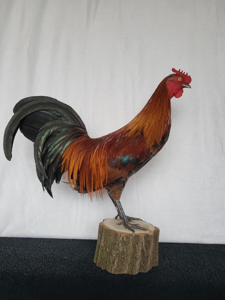 Een prachtige opgezette haan!, Ophalen of Verzenden, Nieuw, Boerderijdier, Opgezet dier