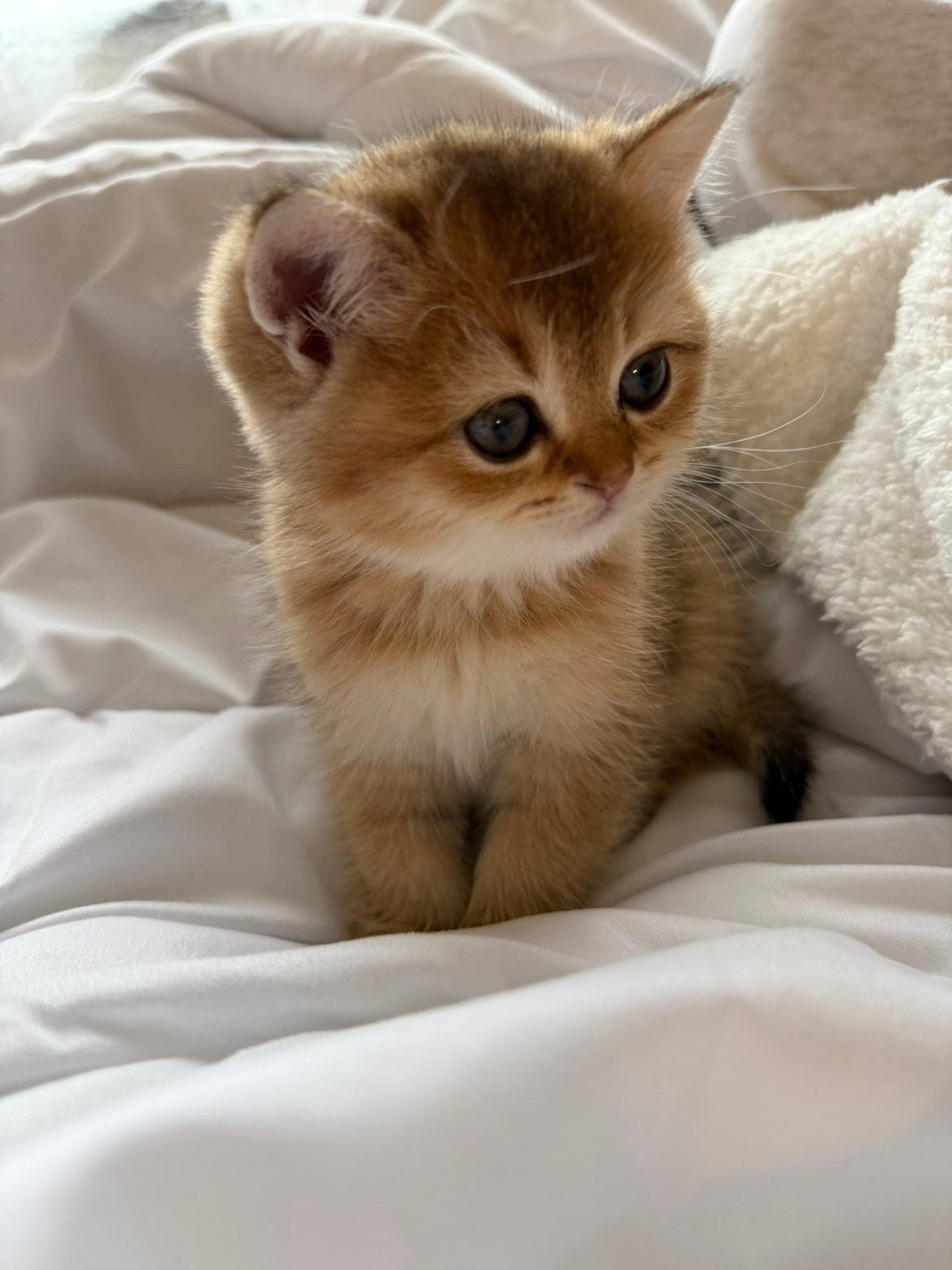 Britse Korthaar Golden Shaded kittens, Meerdere dieren, Ontwormd