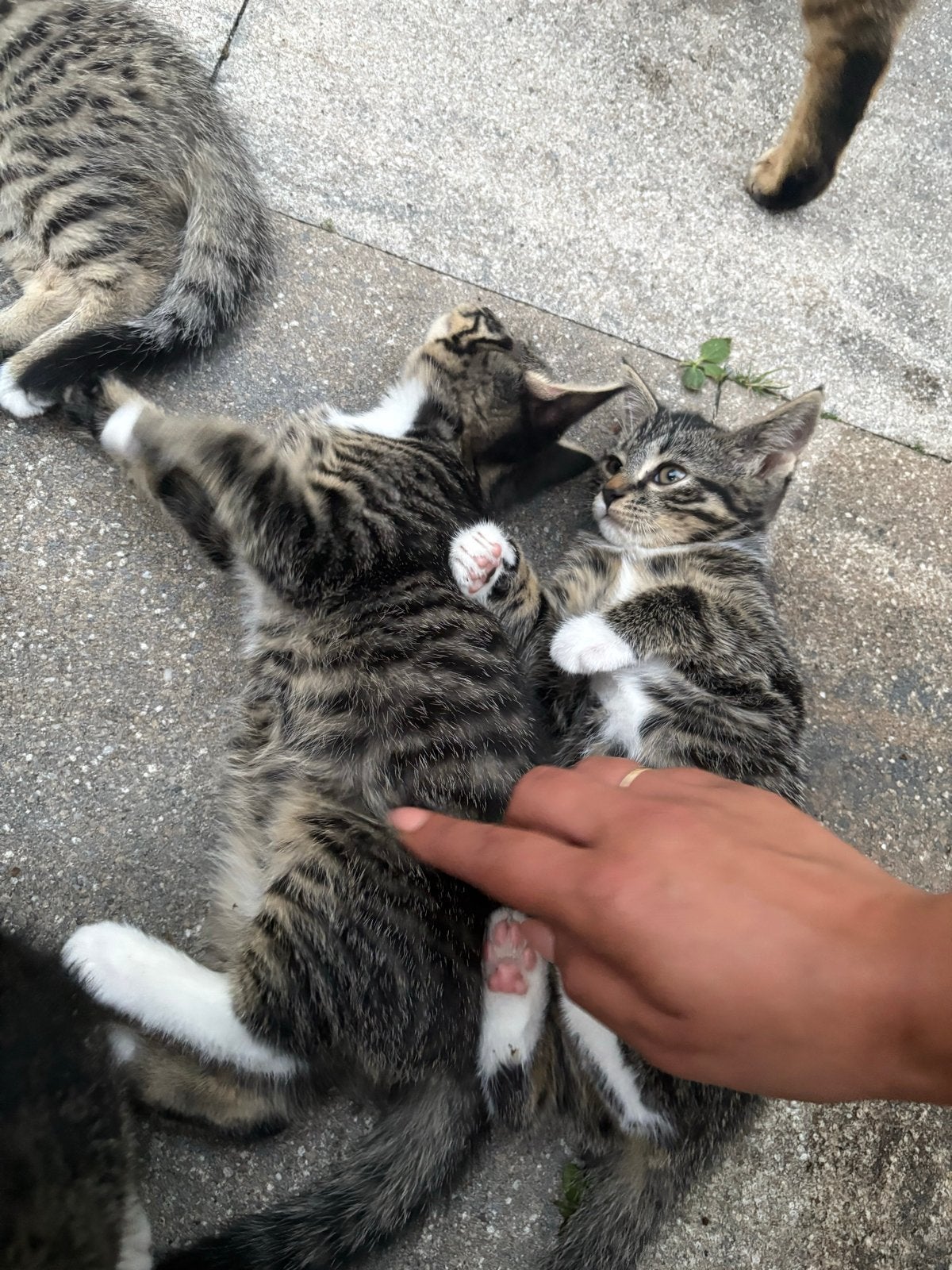 Kittens 8 weken oud