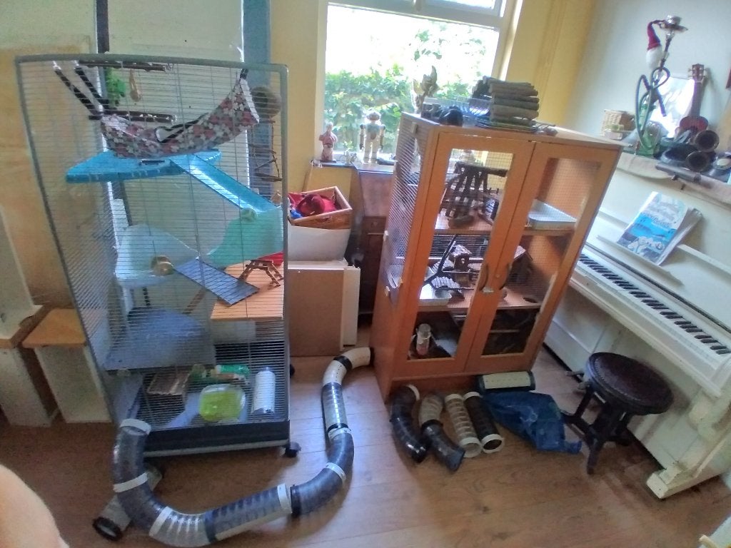 Creatieve rattenkooi, Dieren en Toebehoren, Knaagdieren en Konijnen | Hokken en Kooien, Ophalen, Kooi, 110 cm of meer, Zo goed als nieuw