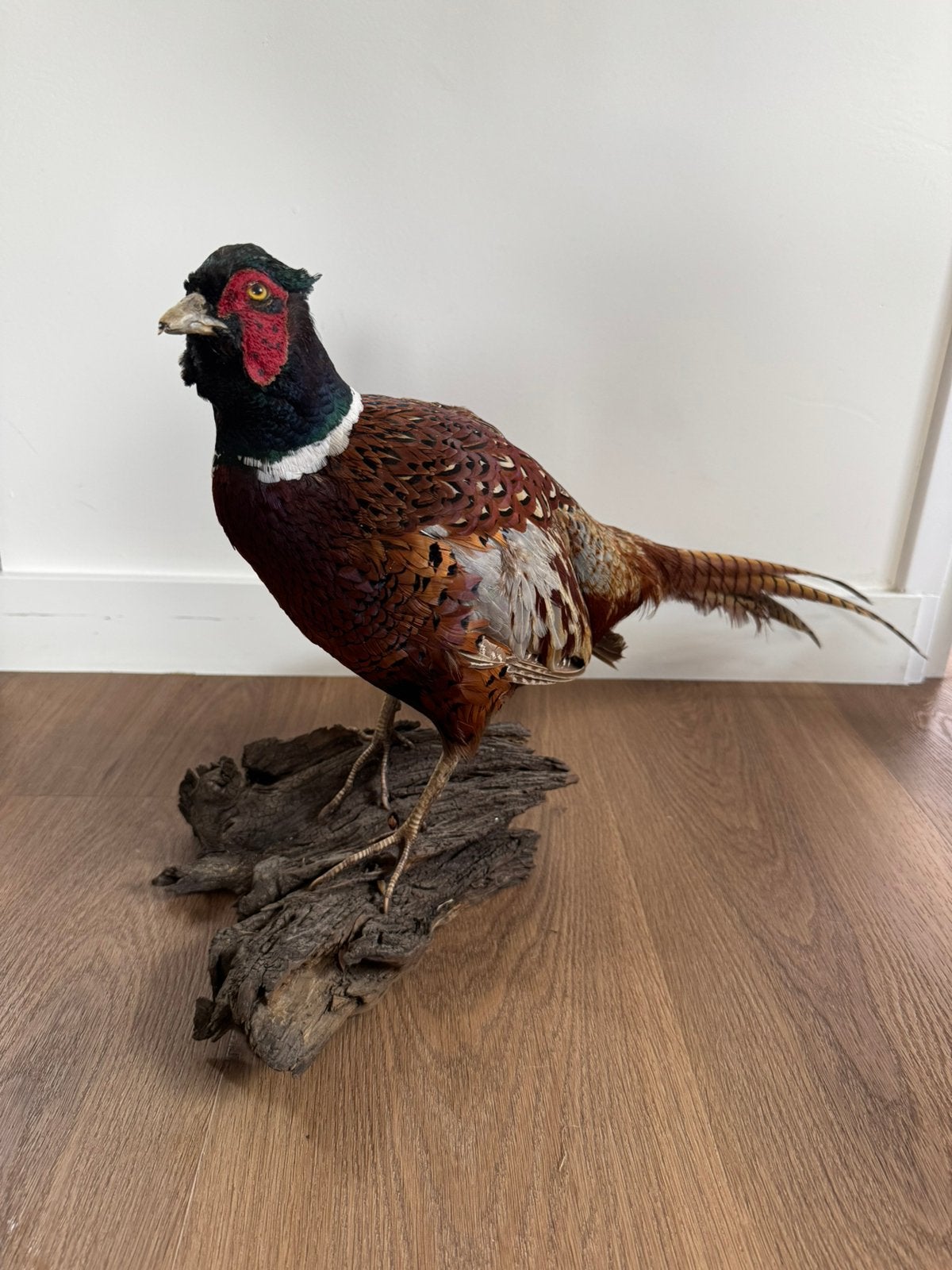 Opgezette fazant, Verzamelen, Ophalen of Verzenden, Zo goed als nieuw, Vogel, Opgezet dier