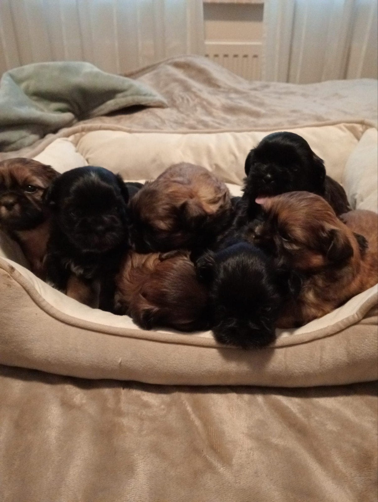 rasechte Shih-tzu pups., Overige rassen, Meerdere, Meerdere dieren, Nederland