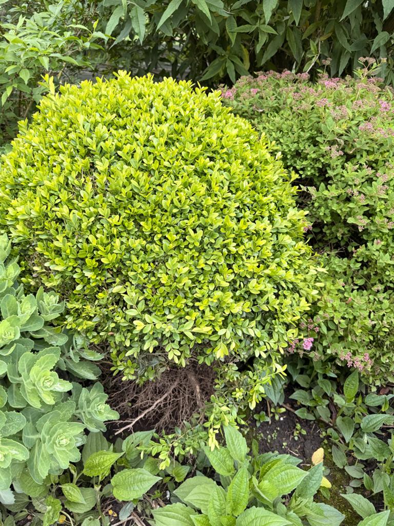 Gratis planten en struiken af te halen, Tuin en Terras, Planten | Tuinplanten, Overige soorten, Volle zon, Vaste plant, Ophalen of Verzenden