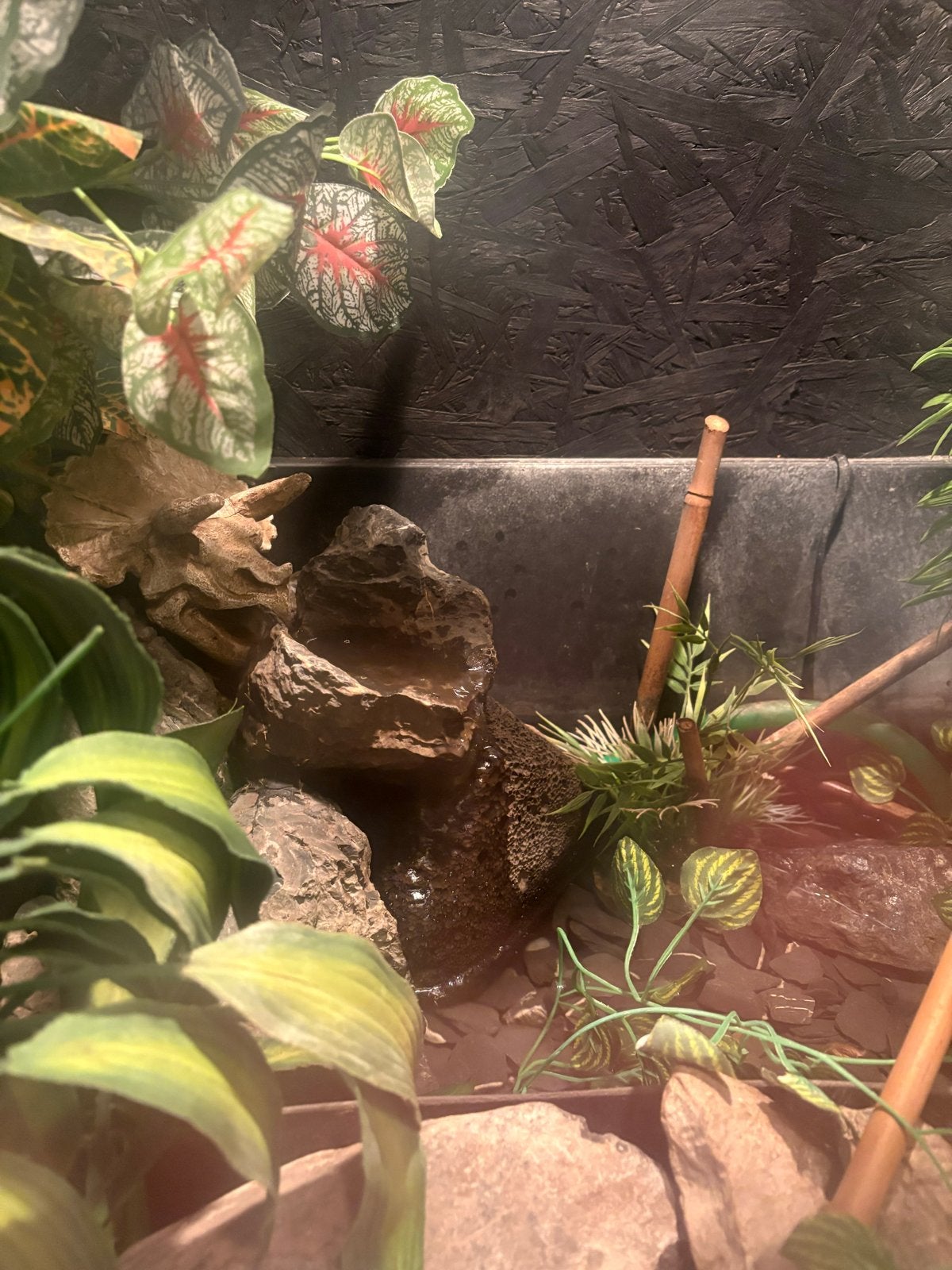 Boa constrictor imperator Boa Constrictor photo 6