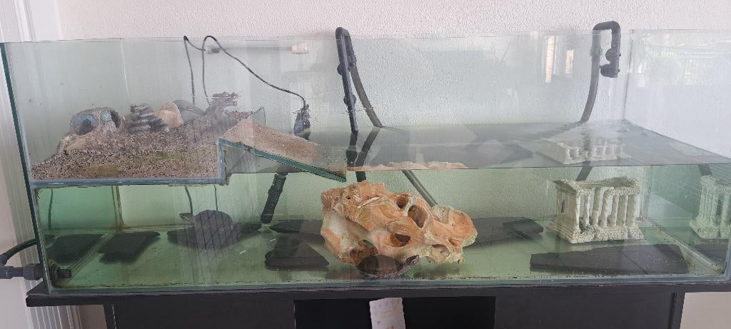 2 muskusschildpadden met aquarium 140*50*50 Turtle - unknown for sale from Anna