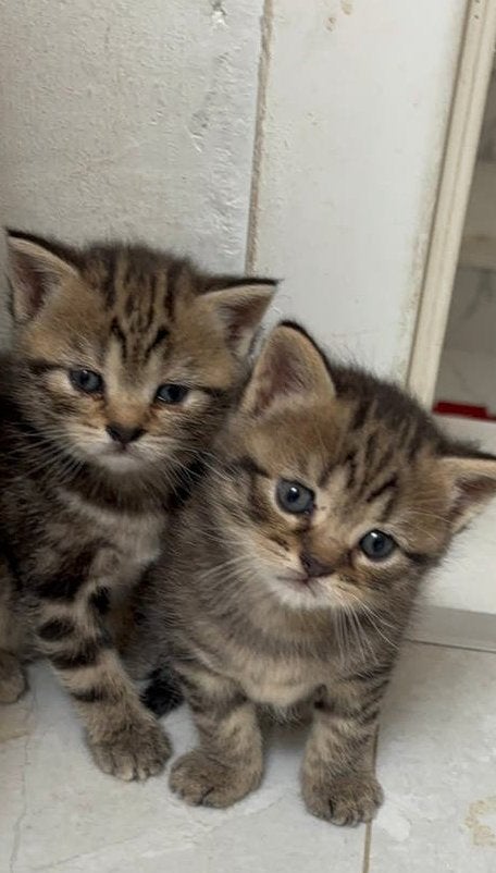 brown/black tabby Britse korhaar kittens, Dieren en Toebehoren, Poes, Gechipt, 0 tot 2 jaar