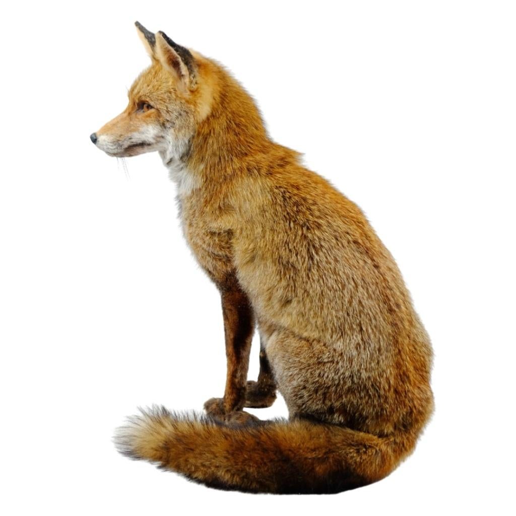 Prachtige opgezette vos te koop!, Verzamelen, Dierenverzamelingen, Nieuw, Opgezet dier, Wild dier, Ophalen of Verzenden