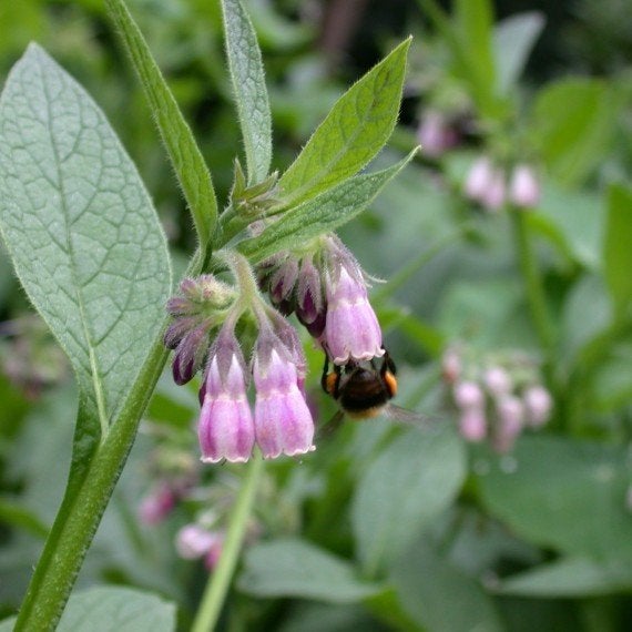 Smeerwortel Bocking 14 - Voedzame bijenplant voor tuin, Ophalen, Eenjarig, Volle zon
