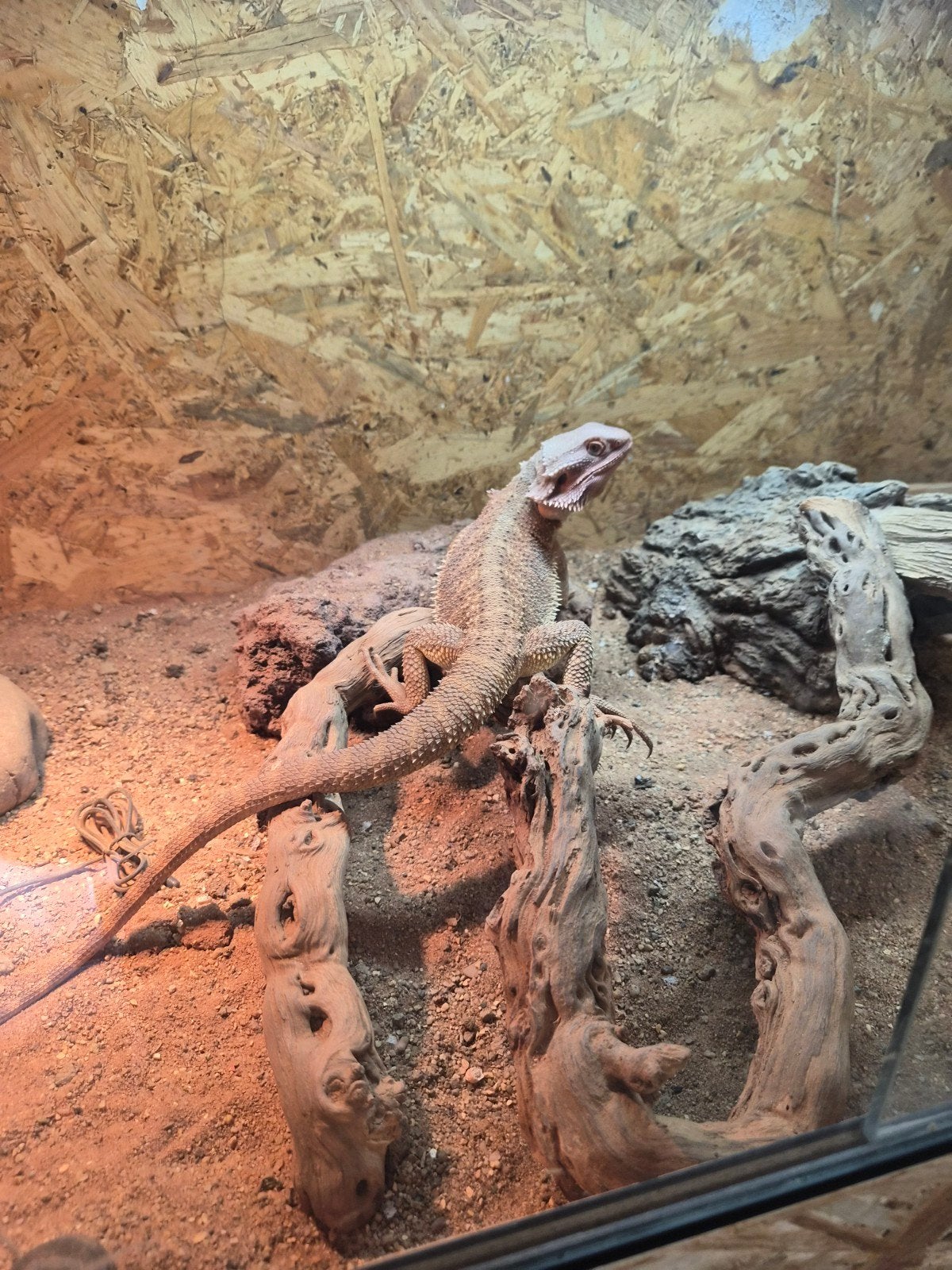 baardagaam Bearded Dragon photo 8