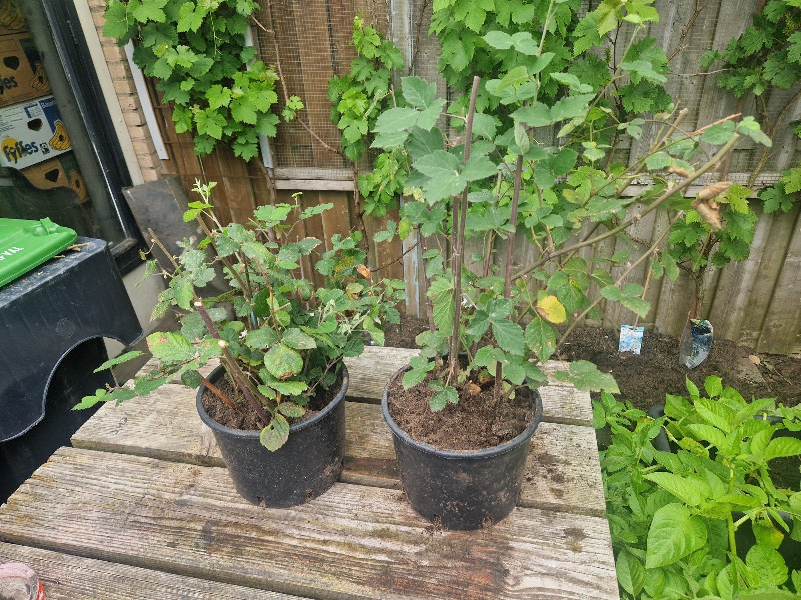 2 Dornloze Bramenstruiken - Heerlijke Vruchten!, Tuin en Terras, Planten | Tuinplanten, Ophalen, Volle zon, Vaste plant, Zomer