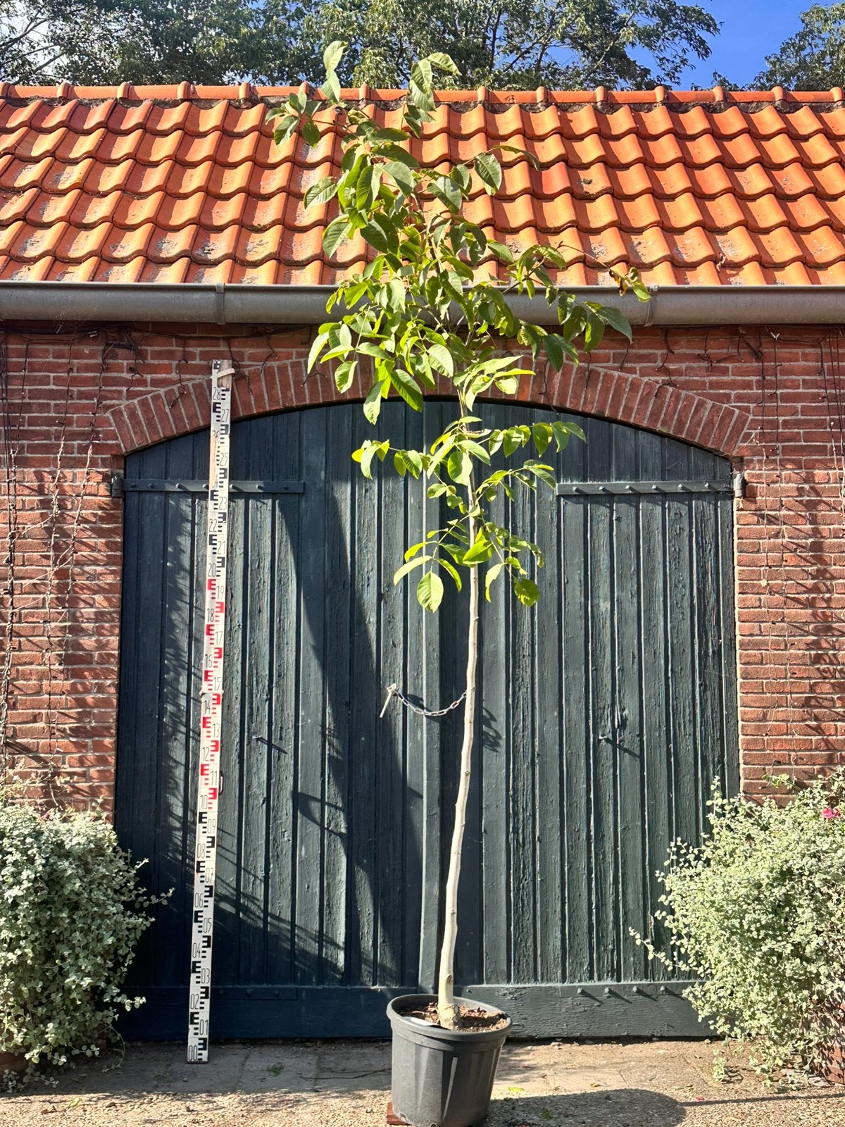 Juglans regia (Gewone Walnoot / Okkernoot), Ophalen, Zomer, Volle zon