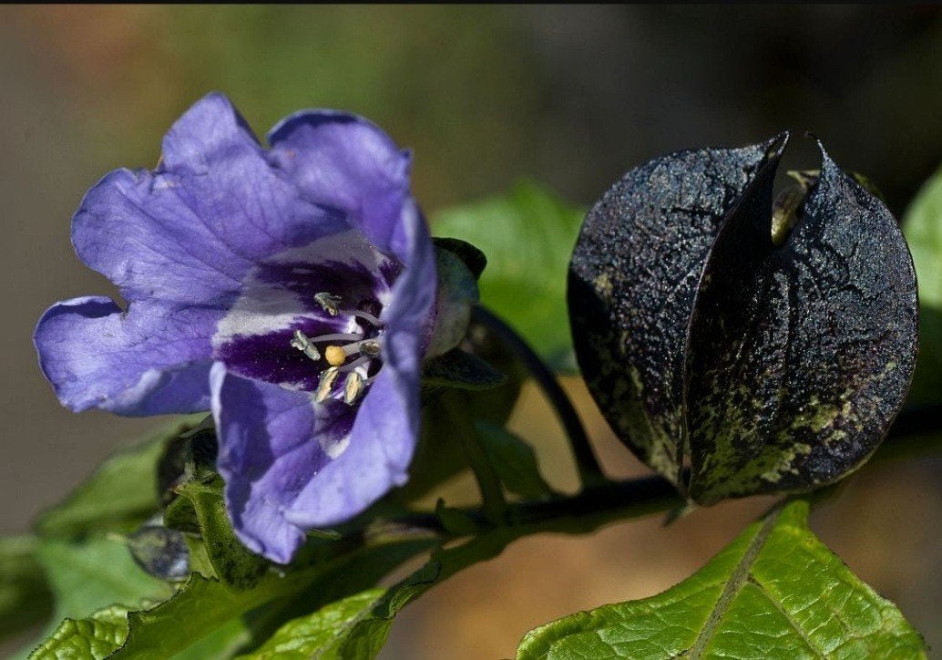 Zegekruid Nicandra Physalodes - Paarse Klokjesbloem, Ophalen, Overige soorten, Volle zon