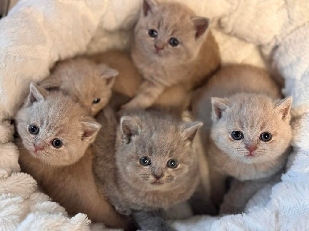 Dekkatter (niet te koop), Dieren en Toebehoren, Katten en Kittens | Dekkaters