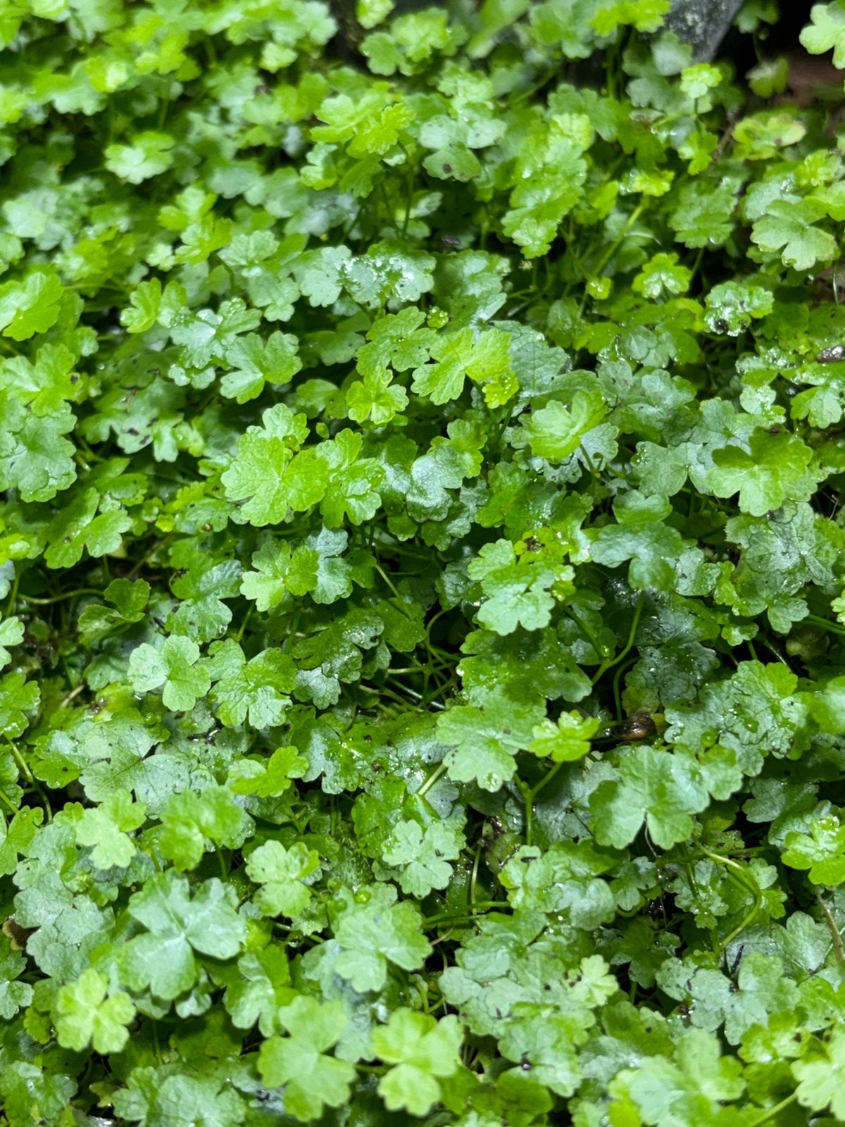 Terrariumplant Hydrocotyle, Ophalen of Verzenden, Halfschaduw, Minder dan 100 cm