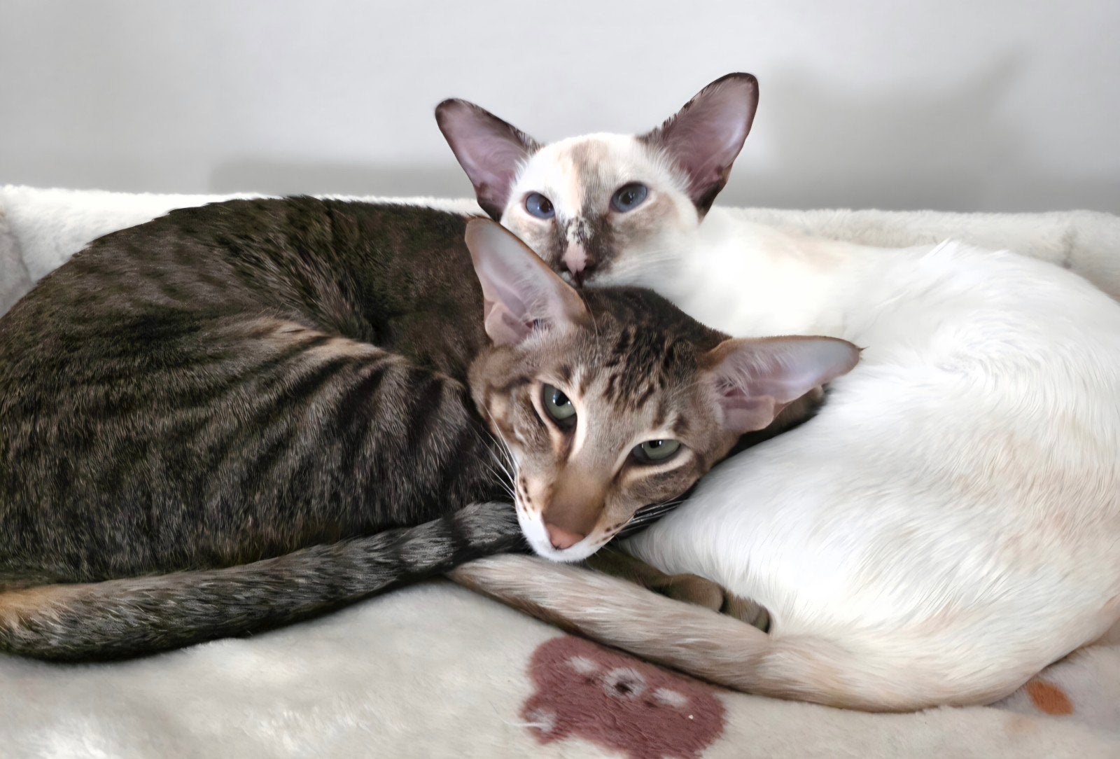 2 enorm lieve Oosterse Korthaar Poezen, Poes, Gechipt, 0 tot 2 jaar