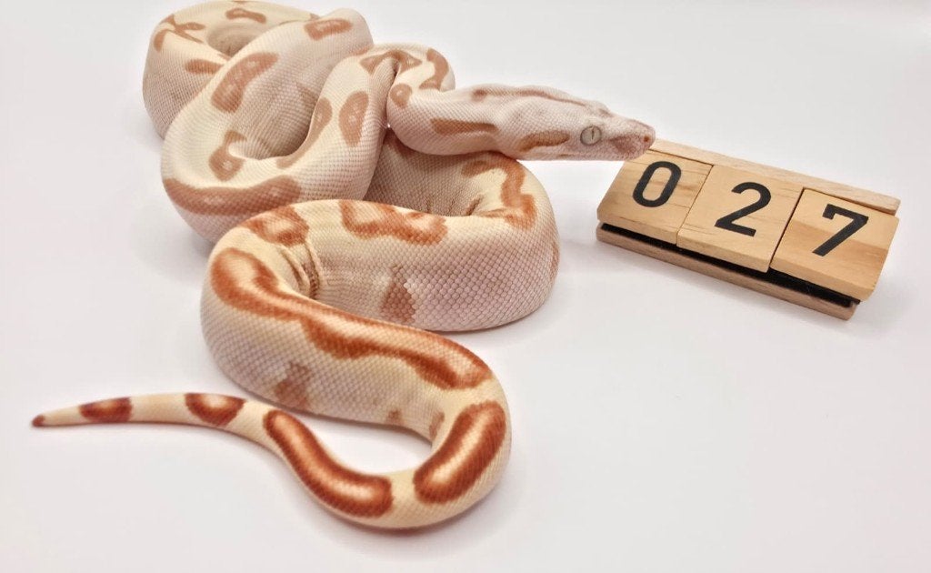 VPI Sunglow Labyrinth boa imperator Boa Constrictor - female for sale from Mulder