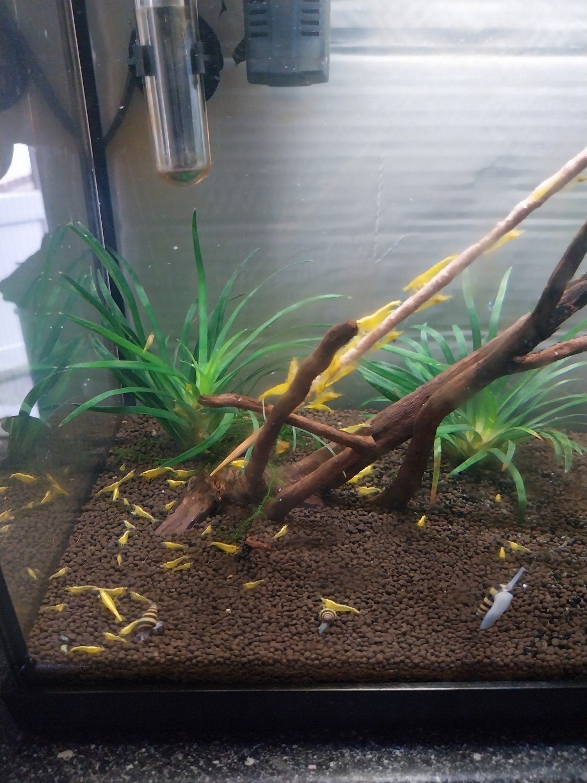 Jonge gele garnalen, Kreeft, Krab of Garnaal, Zoetwatervis, Schoolvis
