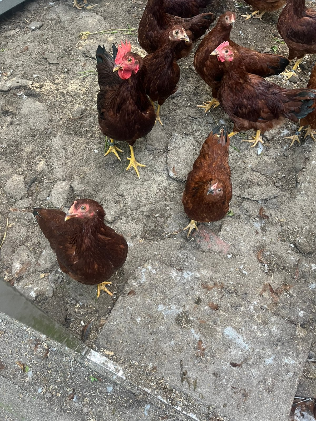 Barnevelder kriel mahonie, Dieren en Toebehoren, Pluimvee, Meerdere dieren, Kip