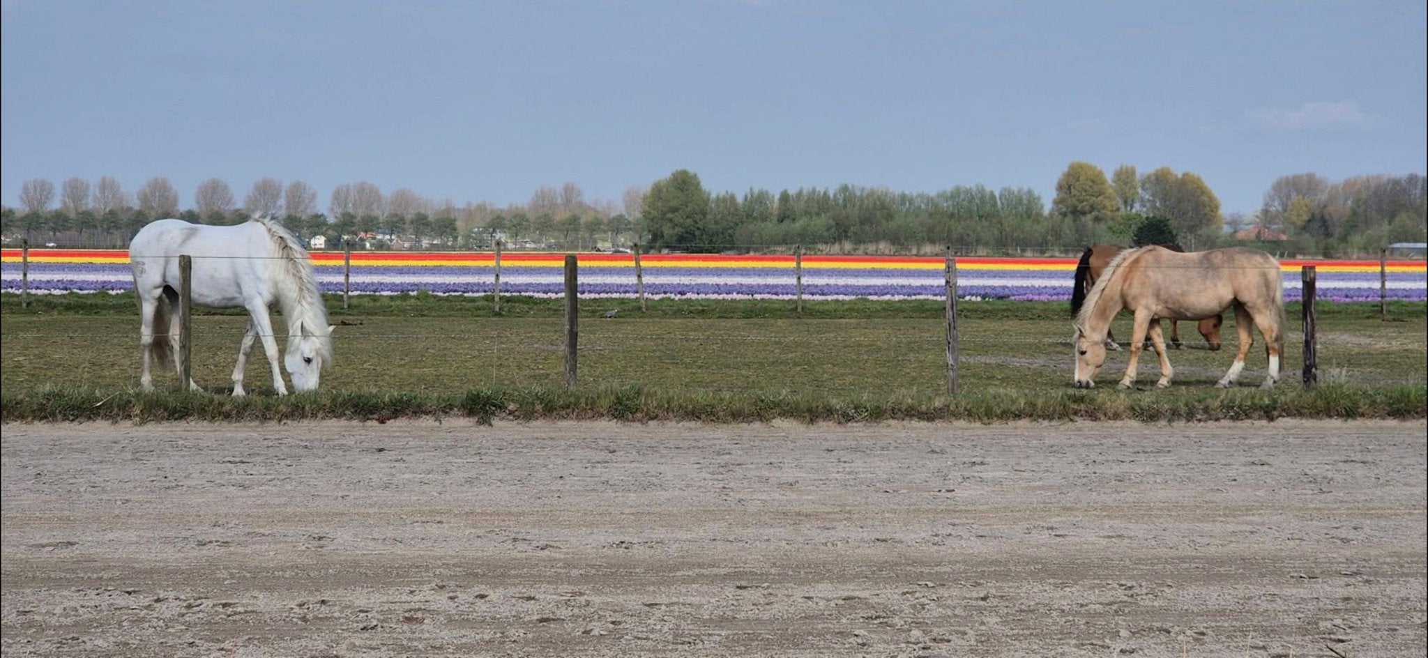 Er komt 1 plekje vrij voor een sociale ruin, Stalling, 1 paard of pony
