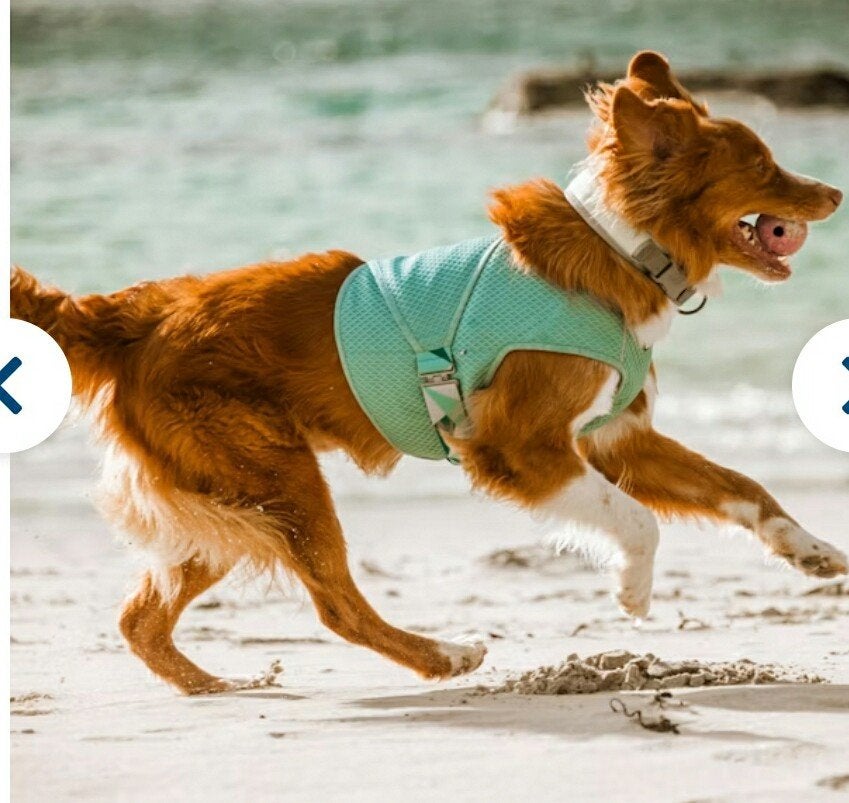 Cooling wrap // verkoeling vest hond, Overige merken, Ophalen of Verzenden, Nieuw, Hondentuig