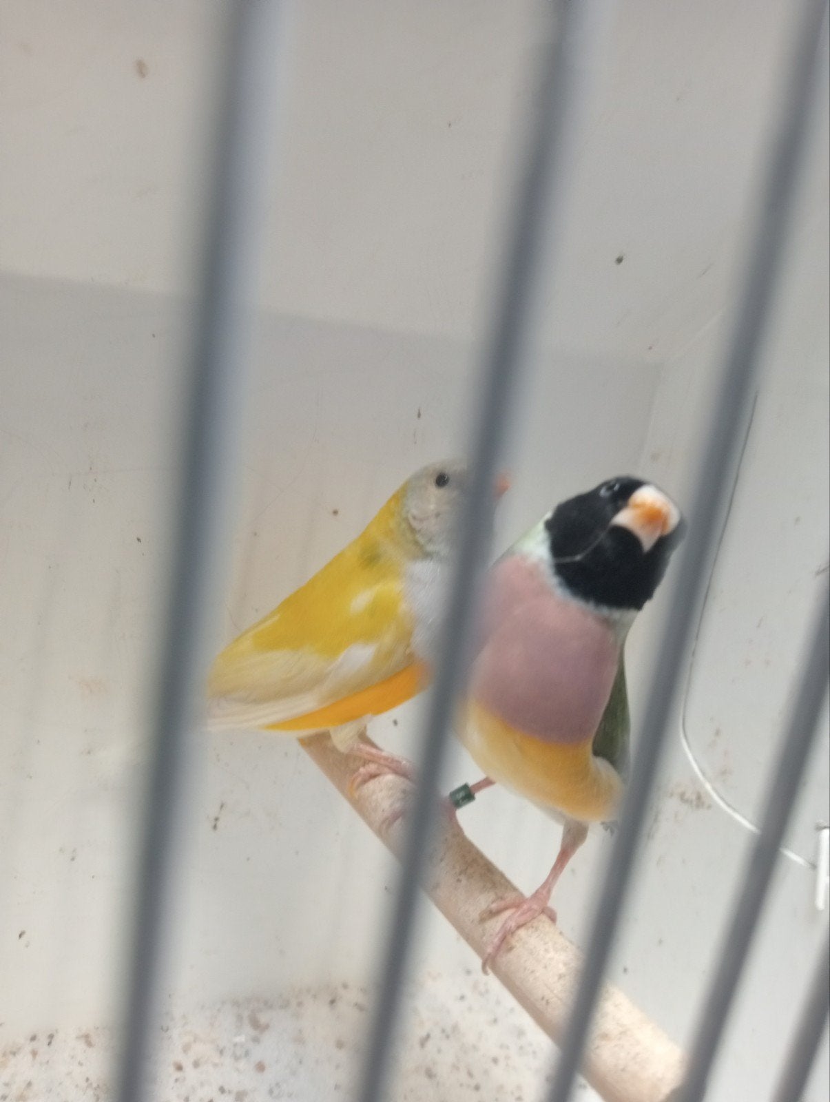 koppel gouldamadine, Dieren en Toebehoren, Meerdere dieren, Tropenvogel, Geringd