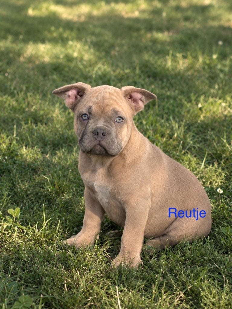 Franse Bulldog Puppy`s, 8 tot 15 weken, Bulldog, Meerdere, Meerdere dieren
