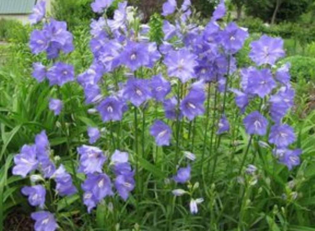 Campanula-Perzikklokje, Tuin en Terras, Planten | Tuinplanten, Ophalen of Verzenden, Zomer, Vaste plant, Volle zon