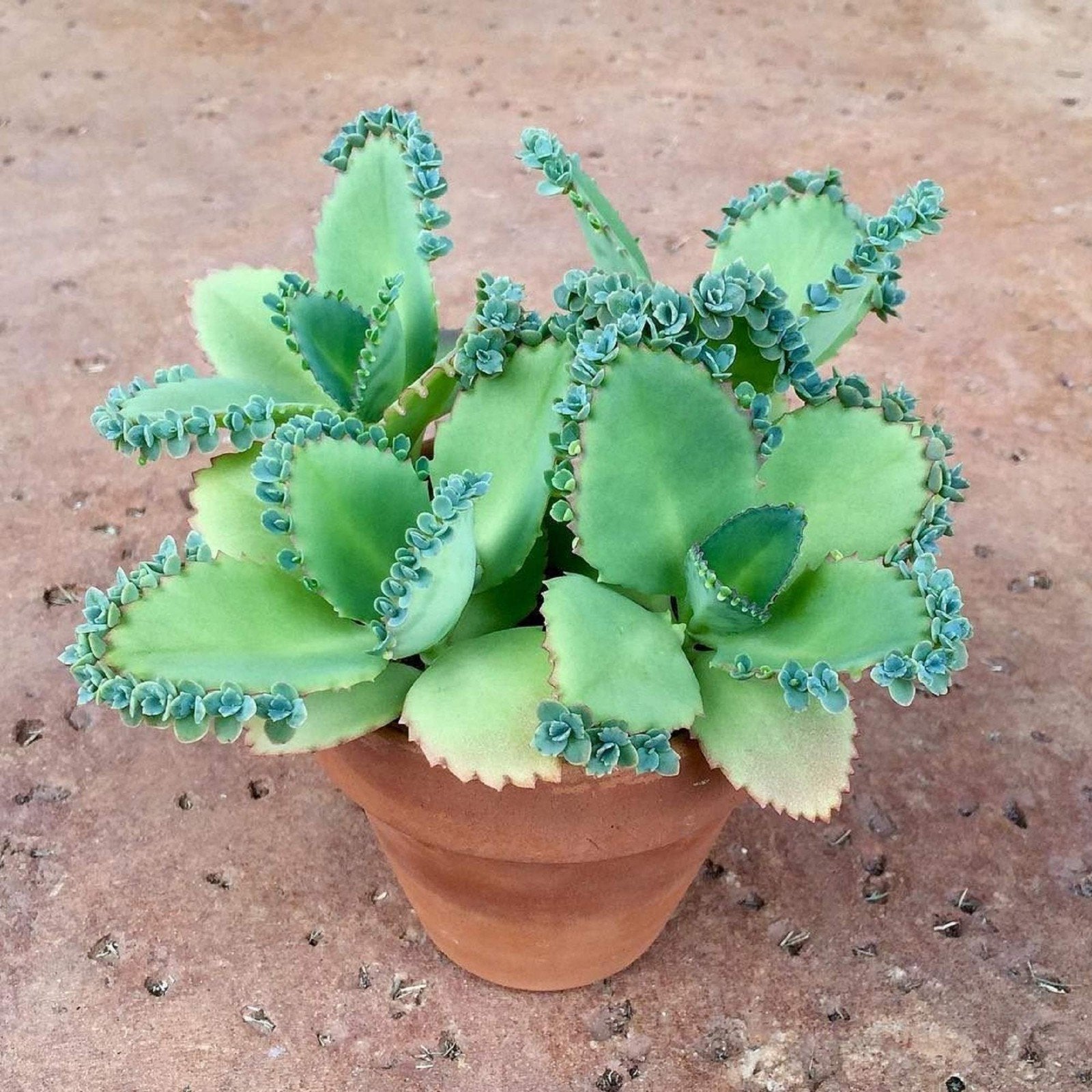 Stekjes Mother of Thousands (Kalanchoe daigremontiana), Huis en Inrichting, Kamerplanten, Groene kamerplant, Ophalen of Verzenden