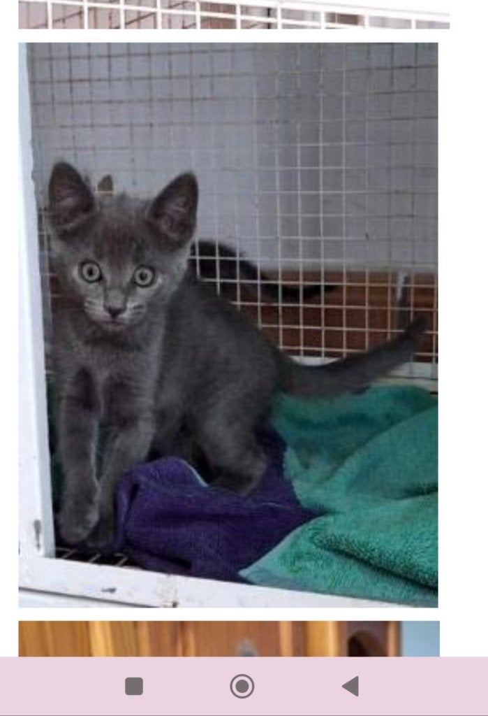 MJM Dogs Foundation: Cecilia( Pre-gereserveerd ), Dieren en Toebehoren, Poes, Kortharig, 0 tot 2 jaar