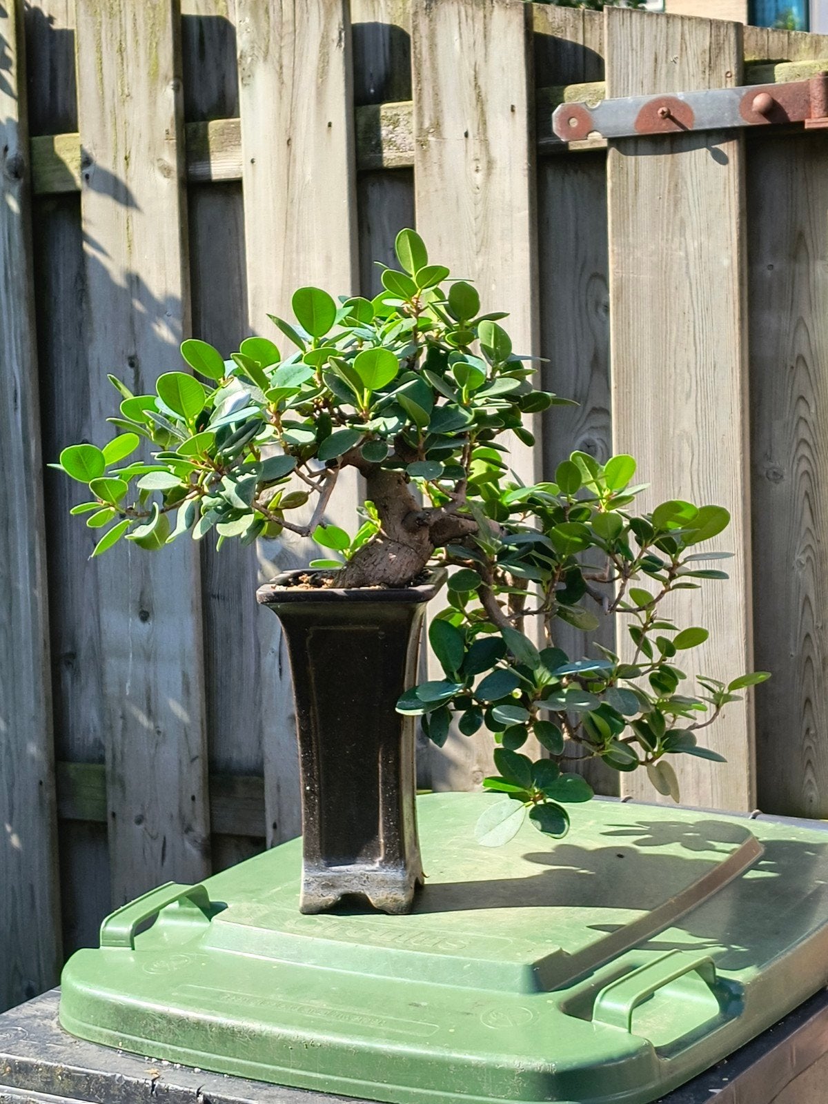 Ficus Microcarpa bonsai, Bloeit niet, Overige soorten, Minder dan 100 cm, Ophalen