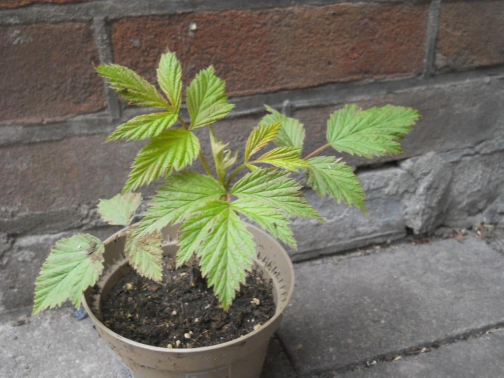 Framboos planten, Tuin en Terras, Planten | Tuinplanten, Ophalen of Verzenden, Overige soorten, Volle zon