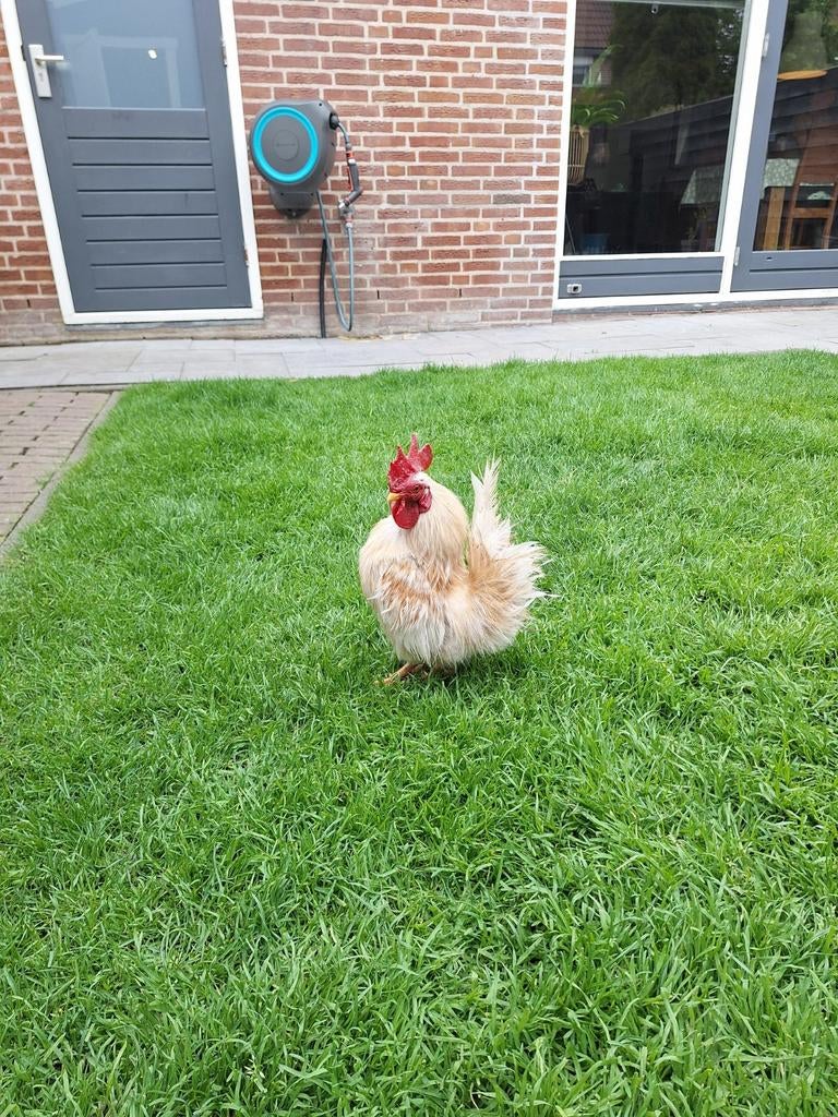 Serama haantje zijdeveer, Dieren en Toebehoren, Pluimvee, Mannelijk, Kip