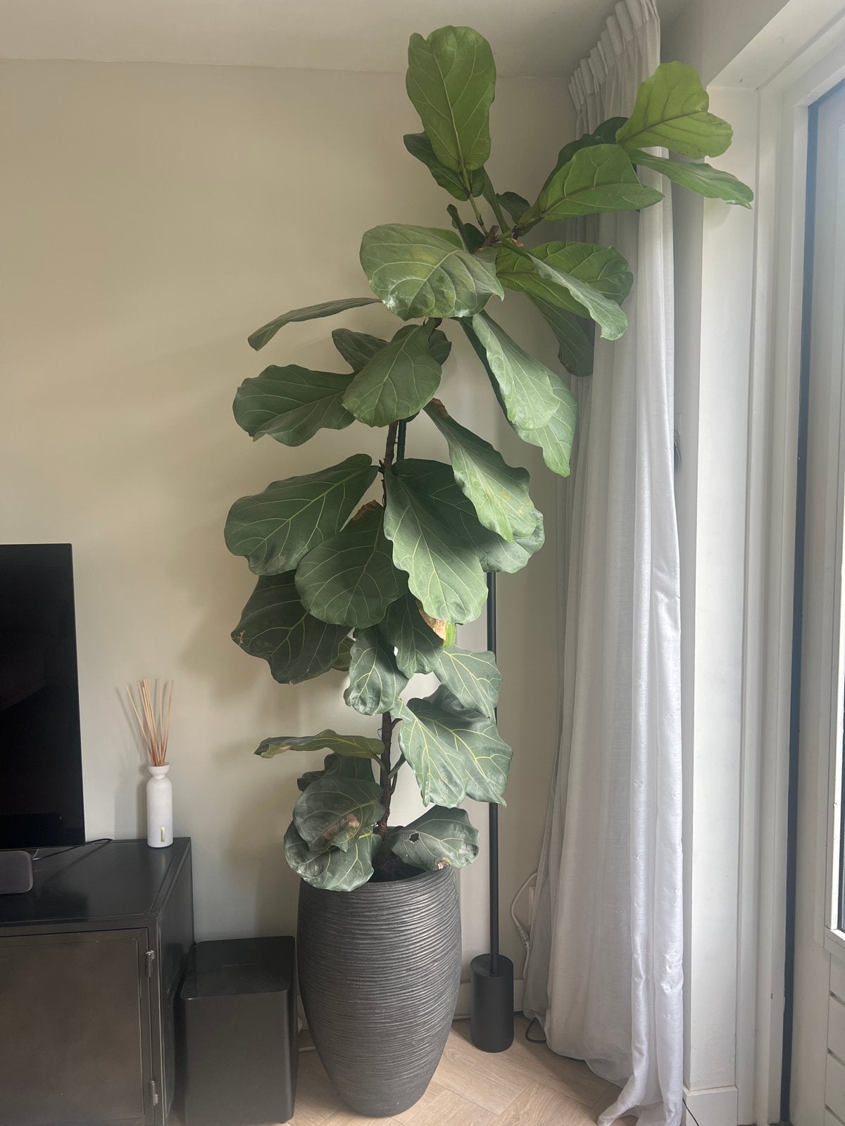 Grote Ficus Lyrata (Tabaksplant) in pot, Ophalen, Ficus, 200 cm of meer, Halfschaduw