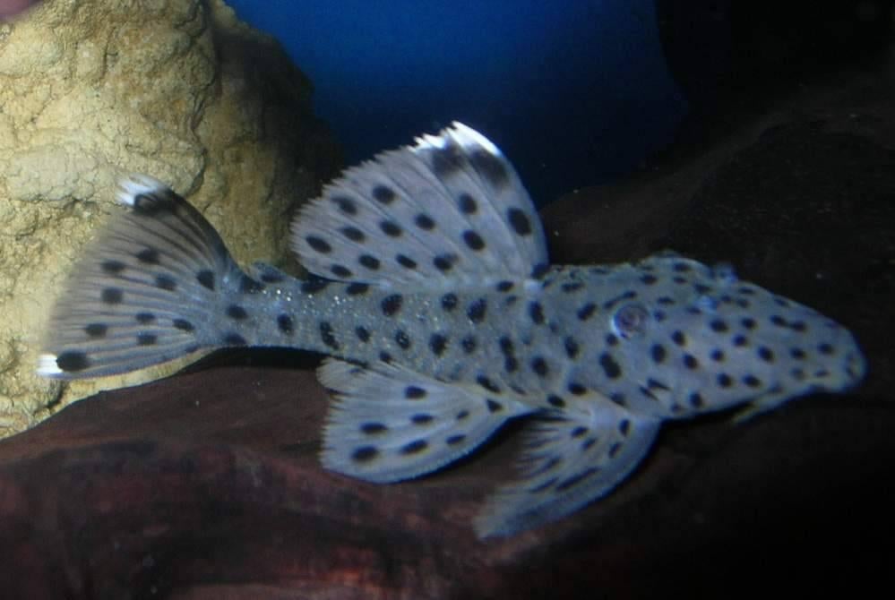 L-Nummers: L264 Leporacanthicus joselimai, Dieren en Toebehoren, Vis, Zoetwatervis